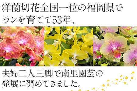 胡蝶蘭 切り花 5本 南里園芸 こちょうらん お祝い プレゼント 母の日 内祝い ギフト 花ギフト 送料 生花 花束 贈り物 送料無料