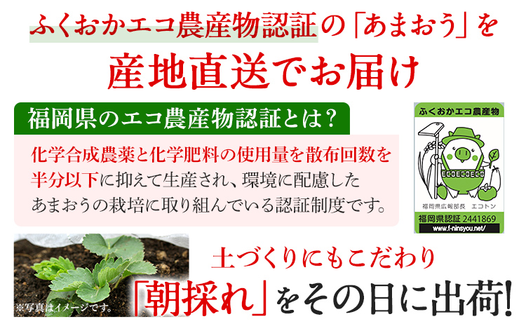 あまおう 産地直送 約250g×4パック 福岡県産 いちご 朝採れ ふくおかエコ農産物認証 苺 フルーツ イチゴ 果物 くだもの ストロベリー ichigo ケーキ スイーツ 【3月〜4月末頃発送予定】※北海道・沖縄・離島は配送不可