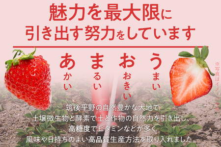 ふくおかエコ農作物認証あまおう 2Lサイズ 2箱セット あまおう イチゴ 苺 いちご フルーツ 果物 くだもの 福岡県産 お取り寄せグルメ お取り寄せ 福岡 お土産 九州 福岡土産 取り寄せ グルメ 福岡県