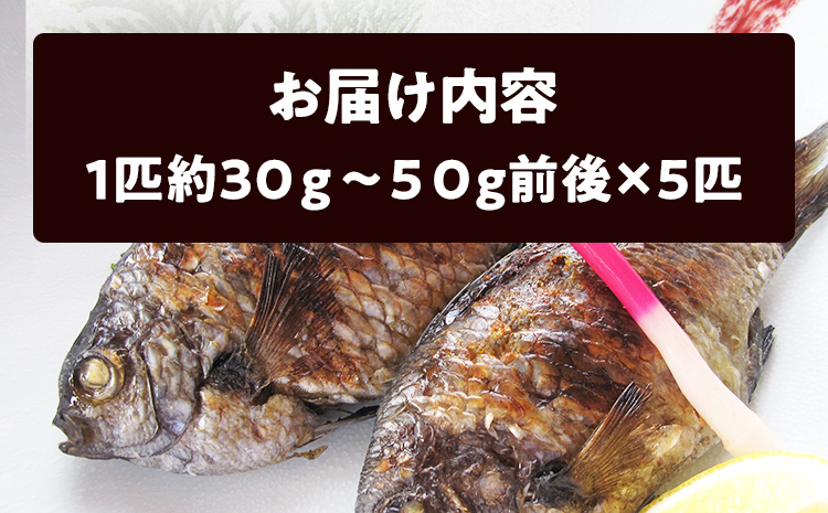 福岡郷土料理 あぶってかも 5匹 スズメダイ 炙り 焼き魚 魚介類 惣菜 加工品 おかず おつまみ 冷凍 魚 福岡 九州