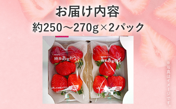 【2026年発送先行予約】厳選大粒あまおう(約250～270g×2パック) いちご フルーツ 果物 あまおう 苺 イチゴ ギフト 大粒 福岡【発送時期2026年2月上旬～2026年4月上旬】