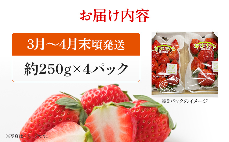 あまおう 産地直送 約250g×4パック 福岡県産 いちご 朝採れ ふくおかエコ農産物認証 苺 フルーツ イチゴ 果物 くだもの ストロベリー ichigo ケーキ スイーツ 【3月〜4月末頃発送予定】※北海道・沖縄・離島は配送不可