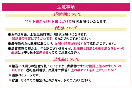 福岡産 あまおう  2パック 合計約500～540g コンデンスミルク 練乳 いちご 苺 果物 フルーツ 九州産 福岡県産 冷蔵 送料無料