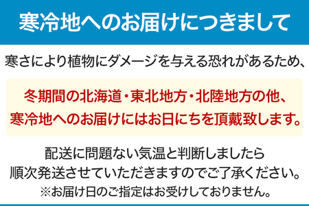 胡蝶蘭 切り花 5本 南里園芸 こちょうらん お祝い プレゼント 母の日 内祝い ギフト 花ギフト 送料 生花 花束 贈り物 送料無料