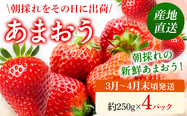 あまおう 産地直送 約250g×4パック 福岡県産 いちご 朝採れ ふくおかエコ農産物認証 苺 フルーツ イチゴ 果物 くだもの ストロベリー ichigo ケーキ スイーツ 【3月〜4月末頃発送予定】※北海道・沖縄・離島は配送不可