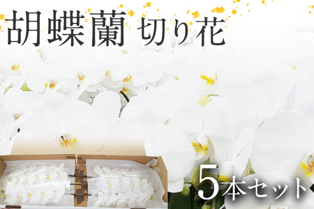 胡蝶蘭 切り花 5本 南里園芸 こちょうらん お祝い プレゼント 母の日 内祝い ギフト 花ギフト 送料 生花 花束 贈り物 送料無料