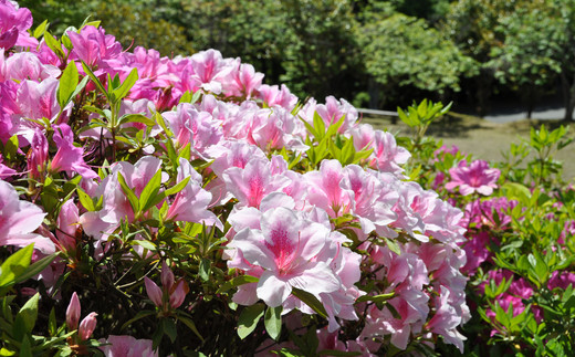 [須恵町]≪返礼品なし≫福岡県須恵町へのご寄附(1口：10,000円) SE003-1