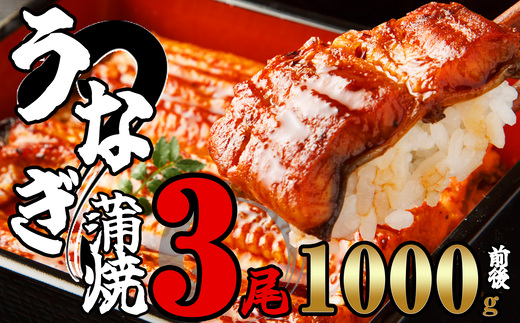 ふっくらジューシー 有頭 うなぎ蒲焼 3尾 合計1000g前後 SF012-2
