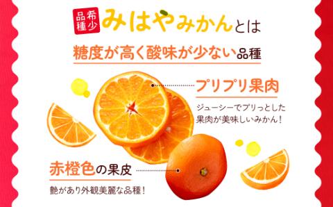 AA088.【希少品種】みはやみかん／約2.5キロ(2025年12月上旬～2026年1月末発送予定)