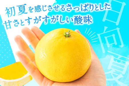 AA098.いわくま果樹園の「日向夏」約4kg／2026年4月発送予定