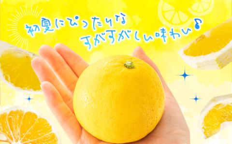 AA115.福岡柑橘王国．ニューサマーオレンジ約5kg／2026年4月配送