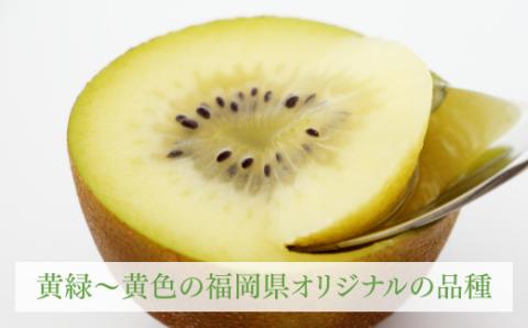 AC197.九州・福岡フルーツ王国より直送.人気の新ブランドキウイフルーツ（甘うぃ）約3kg／2026年11月配送【甘うぃ】