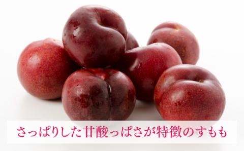 AB136.九州・福岡フルーツ王国より直送.すもも.約1.4kg／2026年6月配送