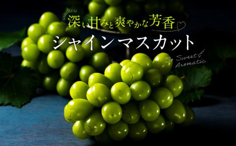 AC126.九州・福岡フルーツ王国より直送.シャインマスカット約1kg／2026年9月配送