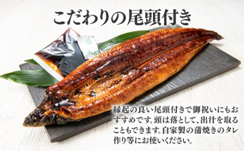 AG070.【国内産】【有頭】うなぎ蒲焼 (特大) 2尾 ＜計500g前後＞『１～２ヶ月前後でお届け！！』