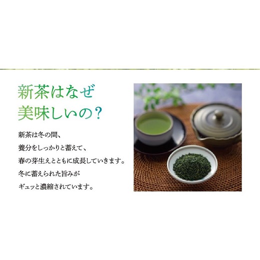 A1503.【新茶】八女星野茶（100g×3本）／2026年5月～7月中旬頃発送【八女茶】