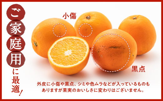 AA077.ネーブル（3kg程度）／2026年12月～2027年1月配送