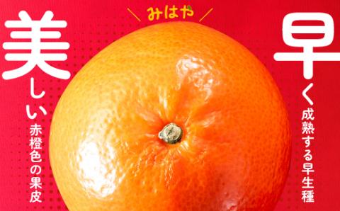 AA088.【希少品種】みはやみかん／約2.5キロ(2025年12月上旬～2026年1月末発送予定)