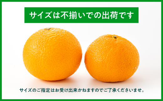 AA091.【予約受付・期間限定商品】福岡柑橘王国・スイートスプリング／約8kg(2027年1月～2月配送予定）