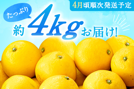 AA098.いわくま果樹園の「日向夏」約4kg／2026年4月発送予定