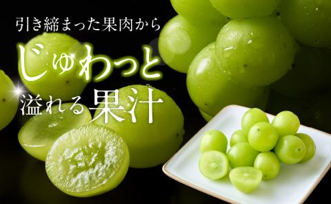 AC126.九州・福岡フルーツ王国より直送.シャインマスカット約1kg／2026年9月配送