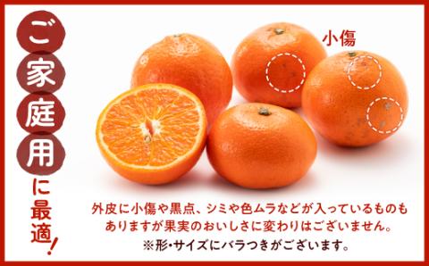 AA088.【希少品種】みはやみかん／約2.5キロ(2025年12月上旬～2026年1月末発送予定)