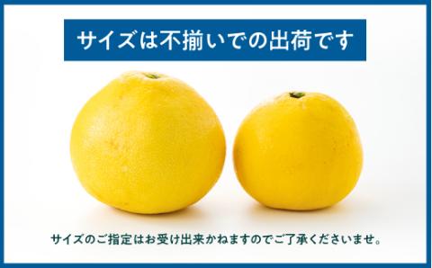 AA092.【予約受付・期間限定商品】　福岡柑橘王国・文旦（2026年2月～3月配送予定）