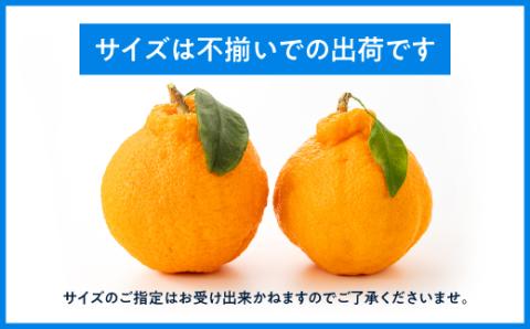 AA132.農家直送の不知火／約3kg（2026年2月発送予定)
