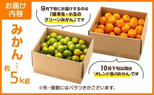 AA216.いわくま果樹園から直送品の温州みかん（約5kg）／2026年9月下旬～2027年1月下旬発送予定★予約分★