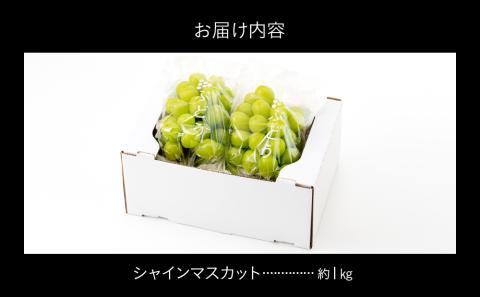 AC126.九州・福岡フルーツ王国より直送.シャインマスカット約1kg／2026年9月配送