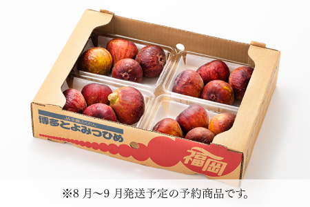 A1361.九州・福岡フルーツ王国より直送.いちじく（とよみつ姫）約1kg／2026年8月～9月配送【とよみつひめ】