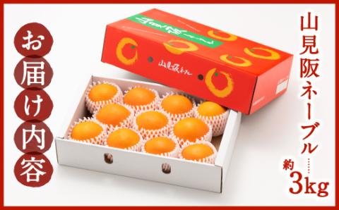 AA077.ネーブル（3kg程度）／2025年12月～2026年1月配送