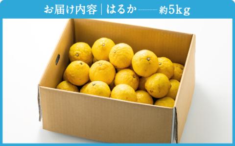 AA090.福岡柑橘王国・はるか／約5kg(2026年1月末～2月末発送予定)