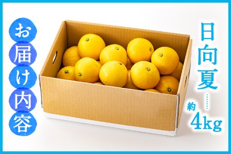 AA098.いわくま果樹園の「日向夏」約4kg／2026年4月発送予定