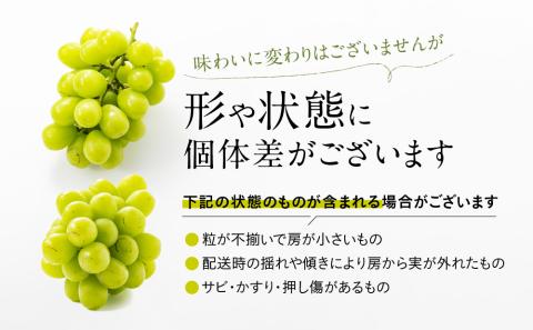 AC126.九州・福岡フルーツ王国より直送.シャインマスカット約1kg／2026年9月配送