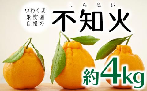 AA196.いわくま果樹園自慢の不知火／約4kg(2026年2～3月発送予定)
