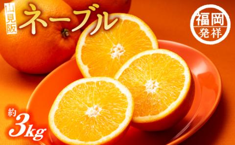 AA077.ネーブル（3kg程度）／2025年12月～2026年1月配送