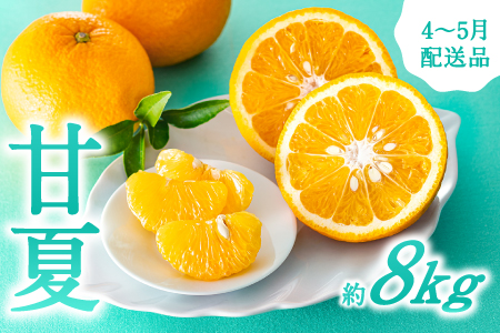 AA093.【予約受付・期間限定商品】福岡柑橘王国・樹成り完熟甘夏（2026年4月～5月配送予定）