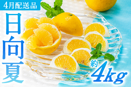 AA098.いわくま果樹園の「日向夏」約4kg／2026年4月発送予定