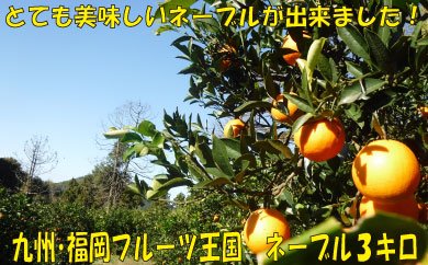 AA185.九州・福岡フルーツ王国.農家直送.ネーブル（約3kg）／2026年12月～2027年1月配送