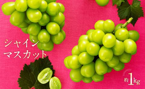 AC126.九州・福岡フルーツ王国より直送.シャインマスカット約1kg／2026年9月配送