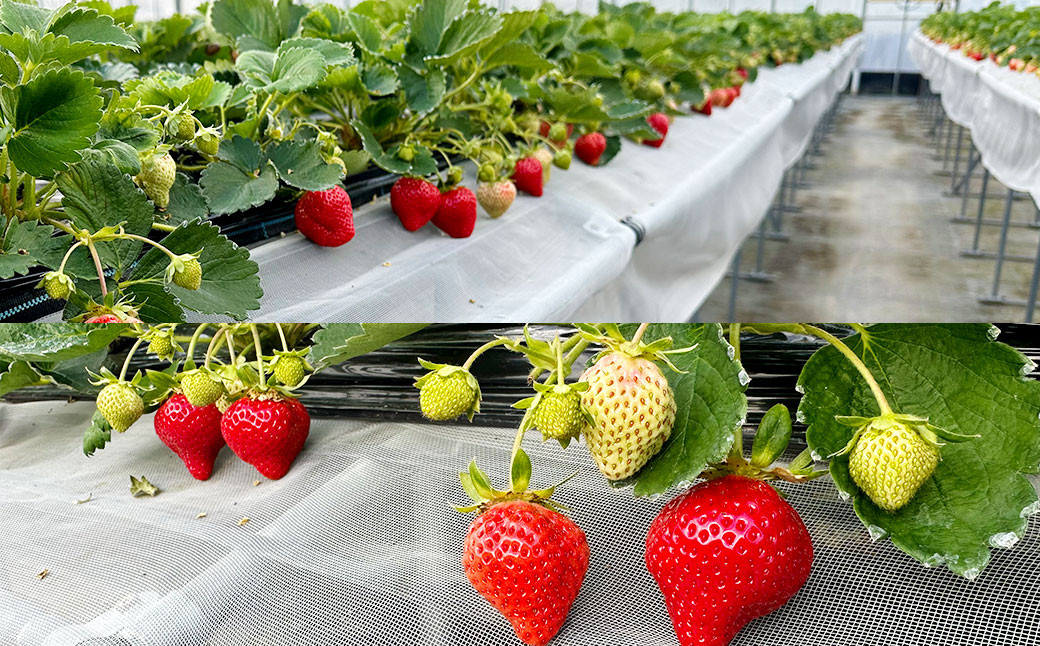 いちご狩り 食べ放題チケット60分 大人(中学生以上)1名様 イチゴ狩り 福岡県 やすこうち農園 久山町 体験チケット