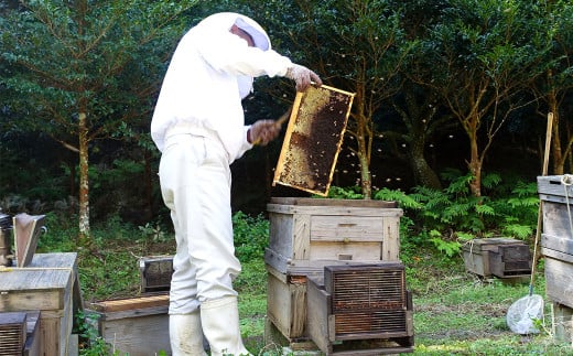 プラン（B）久山の森の恵み