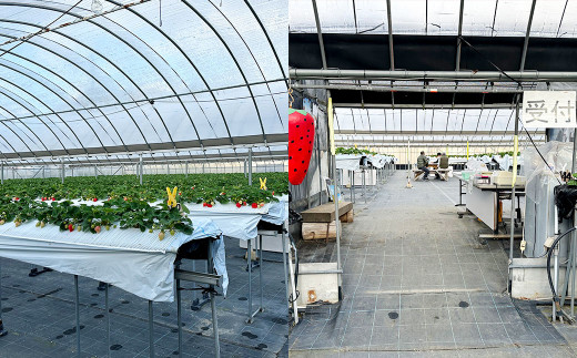 いちご狩りペアチケット