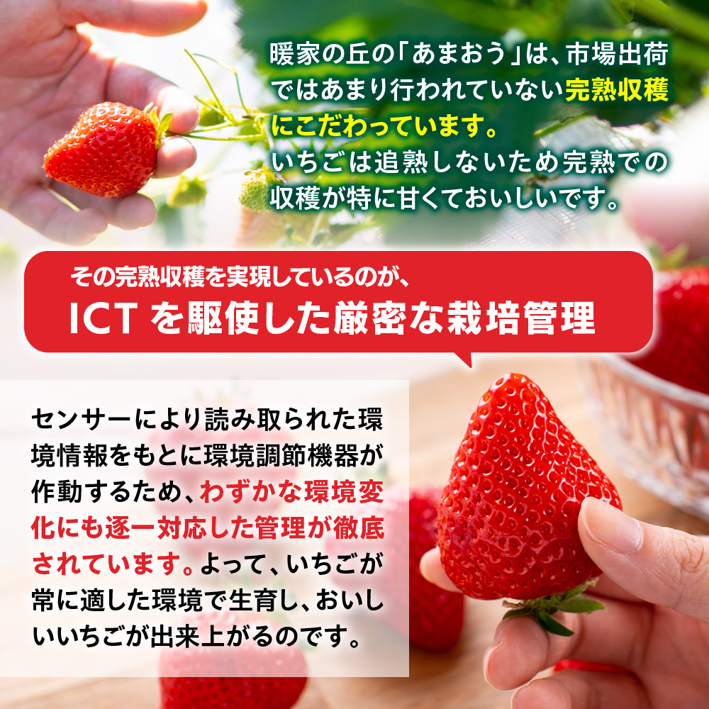 暖家のいちご 完熟あまおう 275g×4パック【3月中旬以降順次発送】　AB004