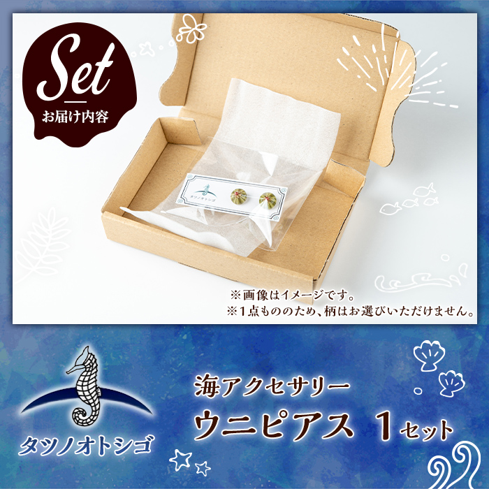 海アクセサリー ウニピアス (1セット) アクセサリー ピアス ハンドメイド 手作り 耳飾り ギフト プレゼント 贈り物 雲丹 うに ウニ殻 1点もの オリジナル 数量限定 【タツノオトシゴ】as50-001