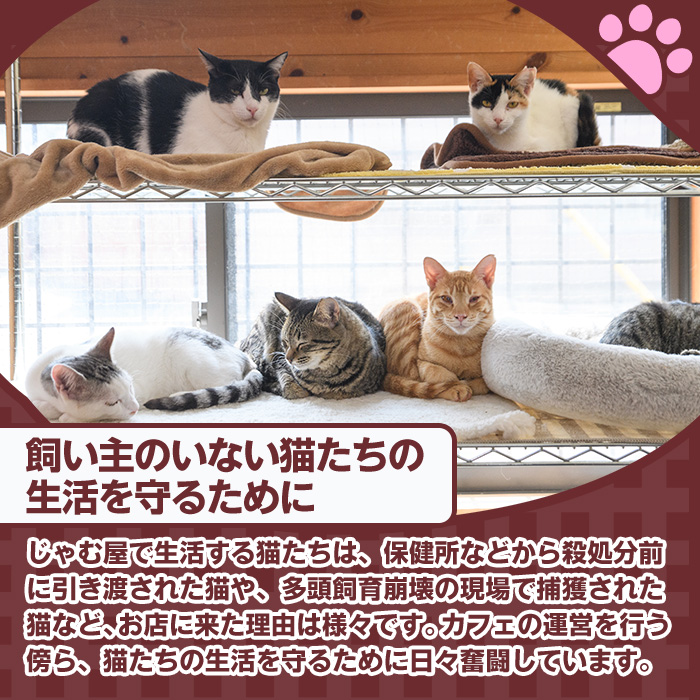 ≪お礼品なし≫保護猫 活動支援(1口：5,000円) 猫 ねこ ネコ 地域猫 野良猫 のらねこ さくら猫 保護 支援 保護猫活動 里親 動物保護 保護活動支援 ペット保護 支援活動 返礼品なし ボランティア活動 医療費 エサ代 TNR活動 去勢 【じゃむ屋】assn15-009