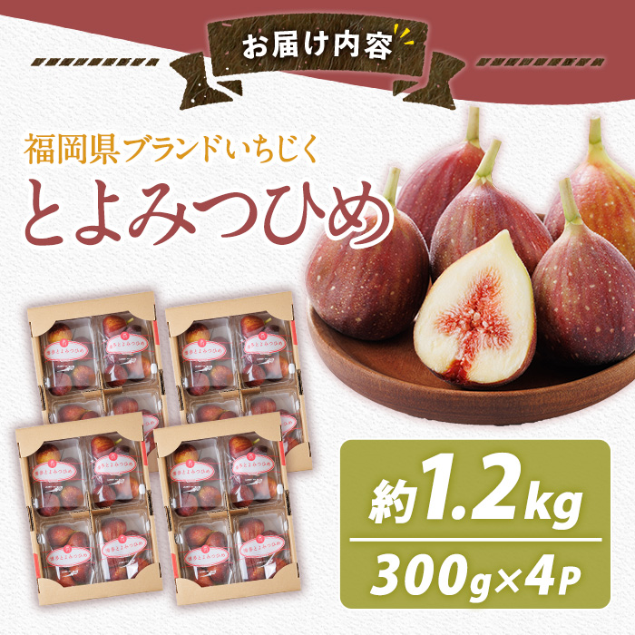 ＜先行予約受付中！2026年8月下旬～10月下旬に順次発送予定＞福岡県ブランドいちじく とよみつひめ (計約1.2kg・300g×4P) いちじく イチジク 無花果 生 国産 フルーツ 果物 くだもの オリジナルブランド デザート 期間限定 【農産物直売所ほたるの里】as52-030
