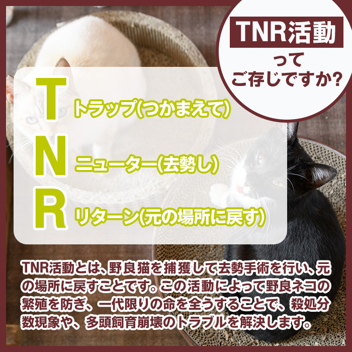 ≪お礼品なし≫保護猫 活動支援(1口：5,000円) 猫 ねこ ネコ 地域猫 野良猫 のらねこ さくら猫 保護 支援 保護猫活動 里親 動物保護 保護活動支援 ペット保護 支援活動 返礼品なし ボランティア活動 医療費 エサ代 TNR活動 去勢 【じゃむ屋】assn15-009