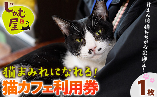 猫まみれになれる猫カフェチケット(1枚) チケット 猫 カフェ 体験 ネコ ねこ 保護猫 動物 カフェ利用チケット 保護猫カフェ 利用券 利用優待券 触れ合い ふれあい 体験型 動物カフェ 癒し 写真撮影 猫好き 【じゃむ屋】as15-003